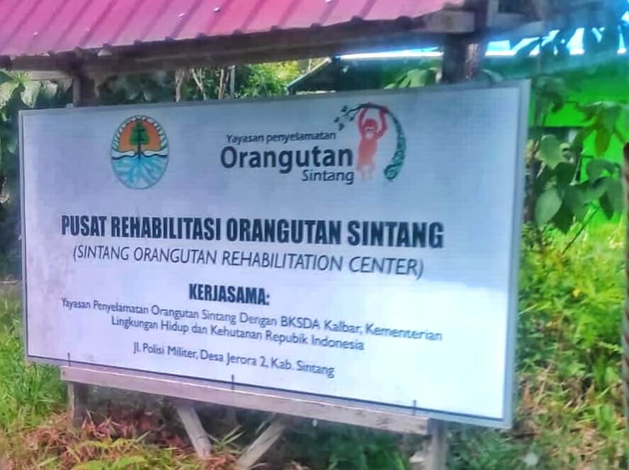 Pusat rehabilitasi orangutan sintang dok Dewi